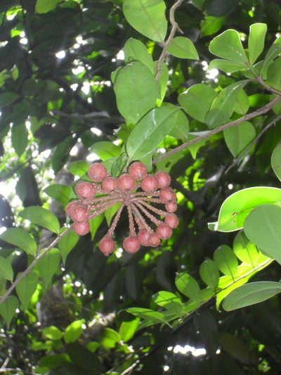 Marcgravia umbellata, photographed by Guillaume Delaitre