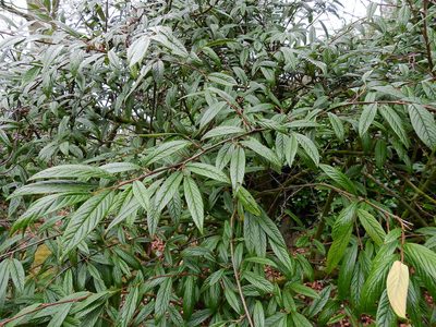 Cotoneaster salicifolius, photographed by Susan Marley