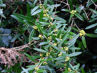 Berberis julianae, photographed by Susan Marley