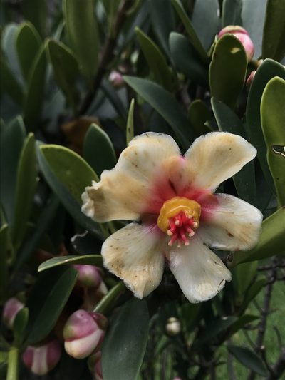 Clusia orthoneura, photographed by Nicolás Baresch Uribe