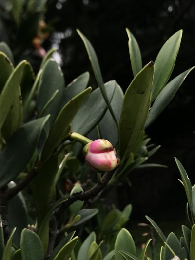 Clusia orthoneura, photographed by Nicolás Baresch Uribe