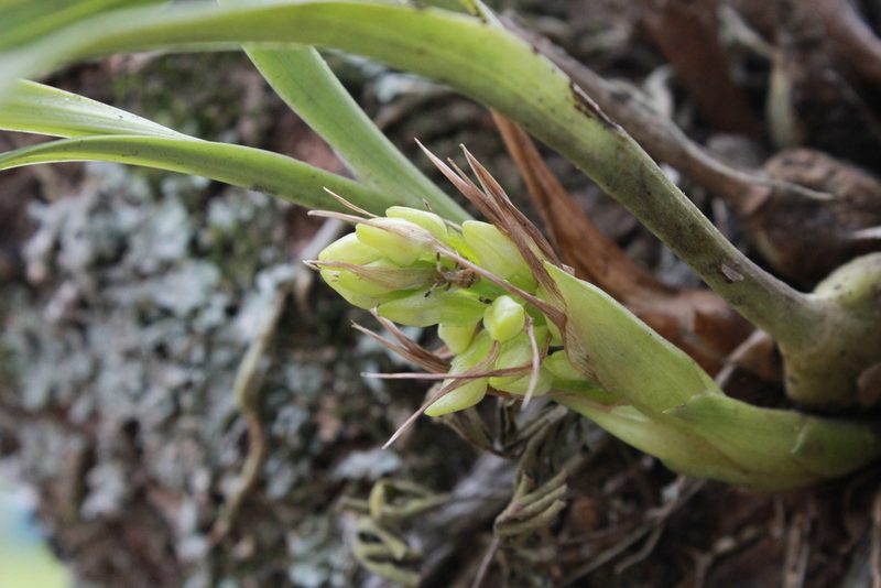 Coelia triptera, photographed by Victor De la Cruz
