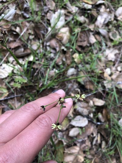 Luzula macrantha, photographed by Nina