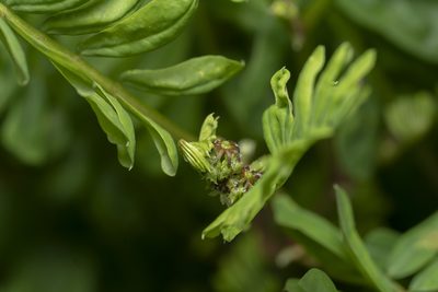 Coronilla securidaca, photographed by Eleftherios Katsillis