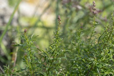 Antirrhinum tortuosum, photographed by Eleftherios Katsillis