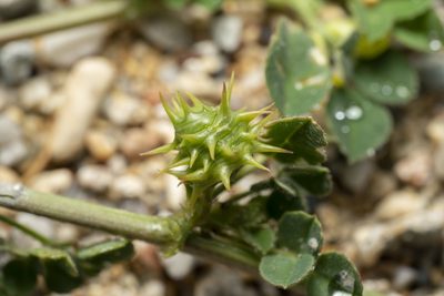 Medicago littoralis, photographed by Eleftherios Katsillis