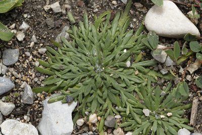 Plantago weldenii, photographed by Eleftherios Katsillis
