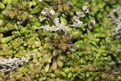 Sedum litoreum, photographed by Eleftherios Katsillis