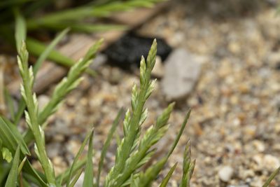 Catapodium marinum, photographed by Eleftherios Katsillis