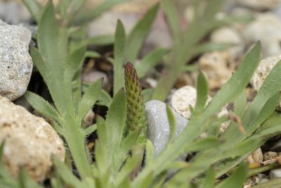 Plantago weldenii, photographed by Eleftherios Katsillis