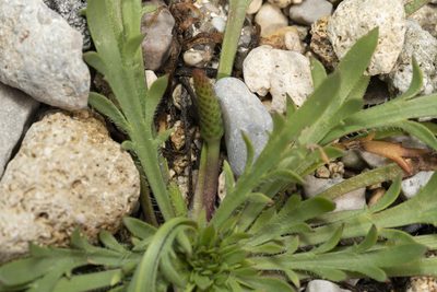 Plantago weldenii, photographed by Eleftherios Katsillis
