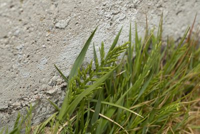 Catapodium marinum, photographed by Eleftherios Katsillis