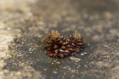 Sedum litoreum, photographed by Eleftherios Katsillis