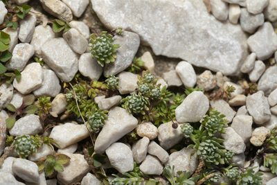 Filago eriosphaera, photographed by Eleftherios Katsillis