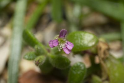 Silene sedoides, photographed by Eleftherios Katsillis