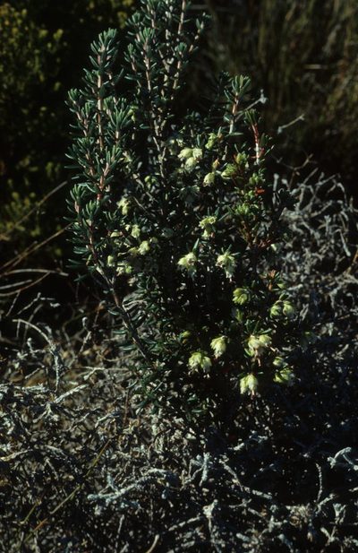 Erica obtusata, photographed by Tom Lloyd Evans
