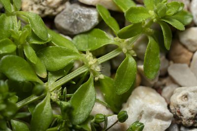 Valantia muralis, photographed by Eleftherios Katsillis