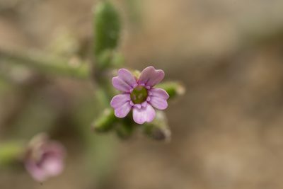 Silene sedoides, photographed by Eleftherios Katsillis