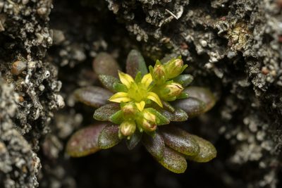 Sedum litoreum, photographed by Eleftherios Katsillis