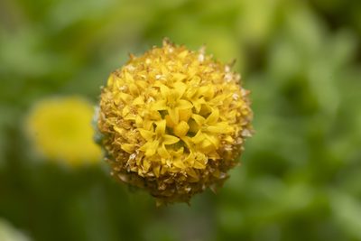 Anthemis rigida, photographed by Eleftherios Katsillis