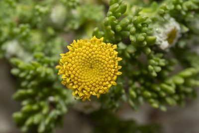 Anthemis rigida, photographed by Eleftherios Katsillis