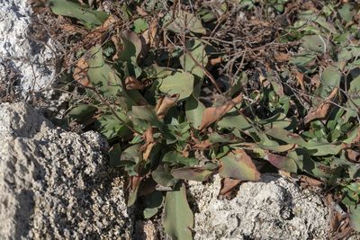 Limonium hirsuticalyx, photographed by Eleftherios Katsillis