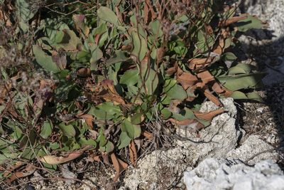 Limonium hirsuticalyx, photographed by Eleftherios Katsillis