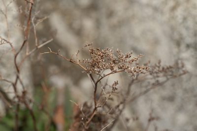 Limonium hirsuticalyx, photographed by Eleftherios Katsillis