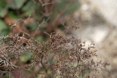 Limonium hirsuticalyx, photographed by Eleftherios Katsillis