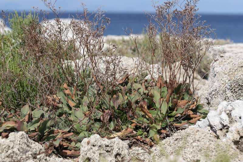 Limonium hirsuticalyx, photographed by Eleftherios Katsillis