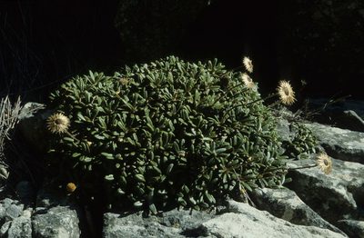Oldenburgia intermedia, photographed by Tom Lloyd Evans