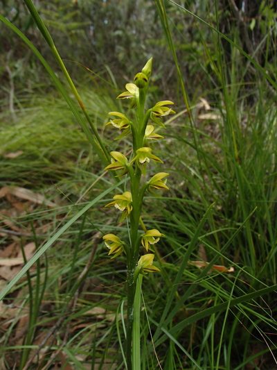 Prasophyllum flavum, photographed by bunjaree_cottages