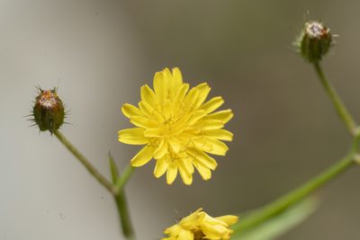 Crepis micrantha, photographed by Eleftherios Katsillis