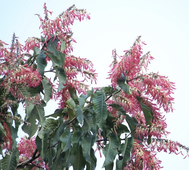 Triplaris cumingiana, photographed by Aitor