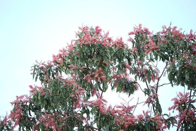Triplaris cumingiana, photographed by Aitor