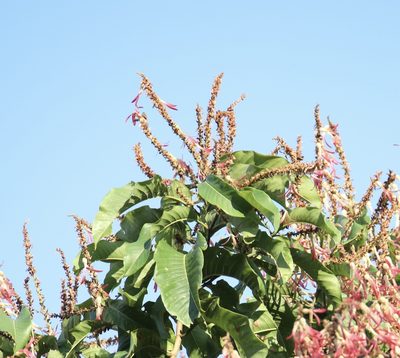 Triplaris cumingiana, photographed by Aitor