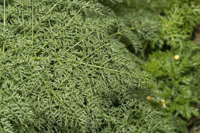 Ferula tingitana, photographed by Eleftherios Katsillis