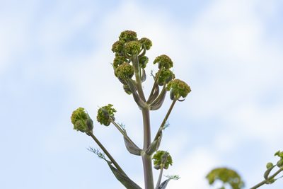 Ferula tingitana, photographed by Eleftherios Katsillis