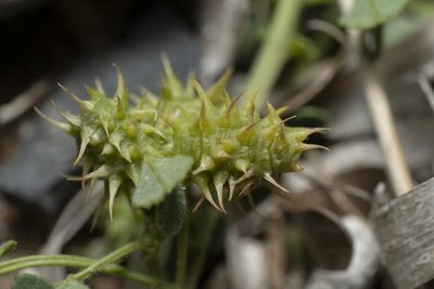 Medicago littoralis, photographed by Eleftherios Katsillis