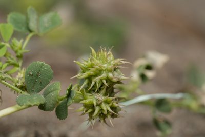 Medicago littoralis, photographed by Eleftherios Katsillis
