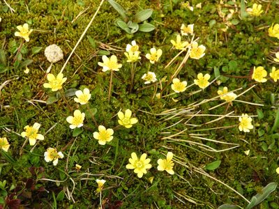 Ranunculus gracilipes, photographed by Santiago Martín-Bravo