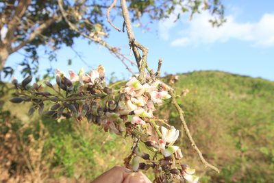 Piscidia piscipula, photographed by Brian Oakes Haiti Hunter