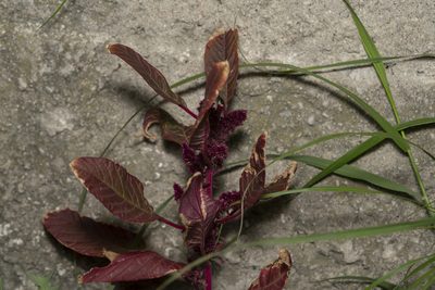 Amaranthus cruentus, photographed by Eleftherios Katsillis