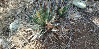 Agave schidigera, photographed by Tereso Hernández Morales