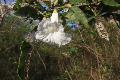 Tabebuia calcicola, photographed by Brian Oakes Haiti Hunter