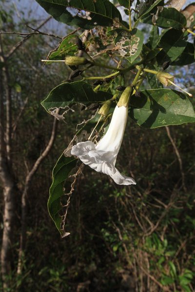 Tabebuia calcicola, photographed by Brian Oakes Haiti Hunter
