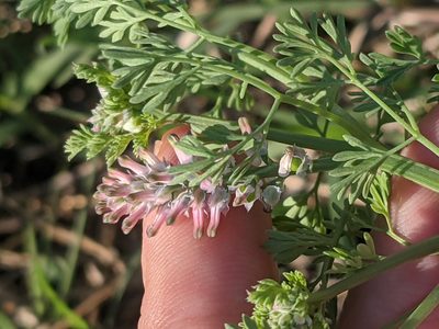 Fumaria densiflora, photographed by Eric Knight