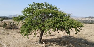 Vachellia schaffneri, photographed by Tereso Hernández Morales