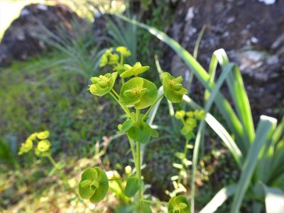 Euphorbia segetalis, photographed by João Gonçalves