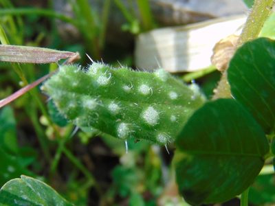Anchusa cretica, photographed by viridian